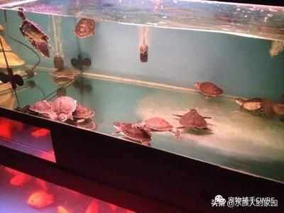 豬鼻龜飼養方法：豬鼻龜、非洲豬鼻龜怎么養，豬鼻龜飼養的5大注意事項