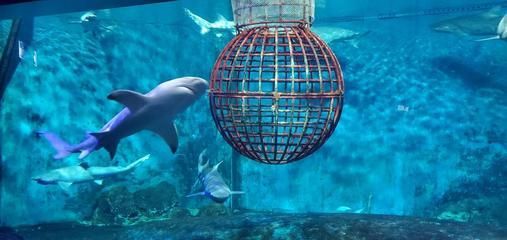 想開水族館投資多少錢：開一家小型的水族館投資成本20萬至50萬至50萬元