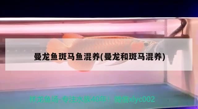 曼龍魚斑馬魚混養(曼龍和斑馬混養)