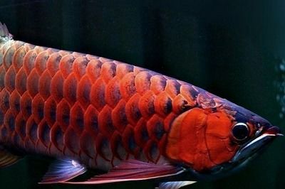 紅龍魚和元寶鳳凰混養好嗎：紅龍魚和元寶鳳凰魚可以混養嗎