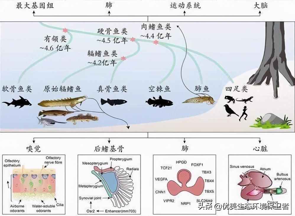 豬鼻龜身上多處出血怎么回事：豬身上出血先別慌，看有沒有這些癥狀