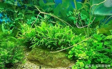 下過濾魚缸換水視頻(上濾魚缸怎么換水視頻)