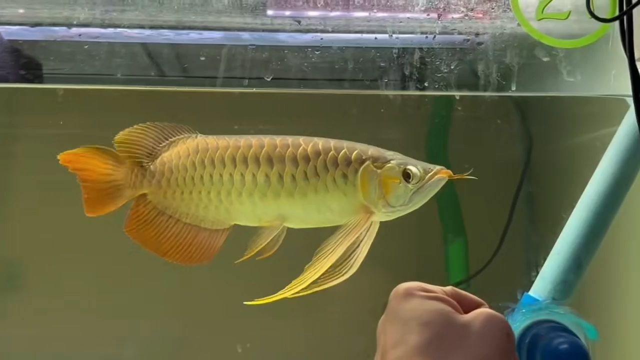 大湖紅龍魚20230516：大湖紅龍魚怎么養？