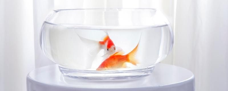 40魚缸可以養多少魚：一個40厘米的魚缸可以養多少條金魚