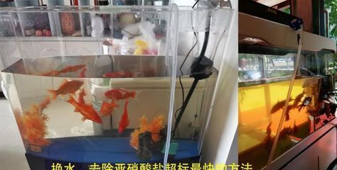 魚缸多長時間放鹽，淡水魚缸加鹽的正確方法