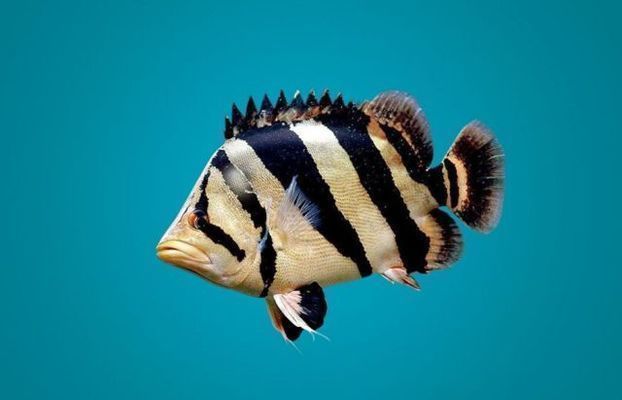 蘇虎魚飼料新鮮度判斷方法，如何判斷蘇虎魚飼料的新鮮度