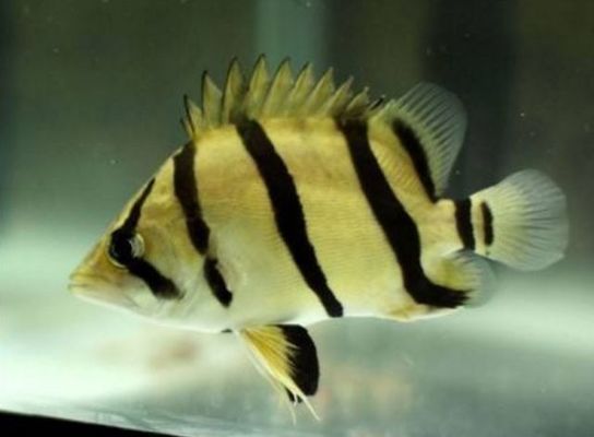蘇虎魚飼料新鮮度判斷方法，如何判斷蘇虎魚飼料的新鮮度