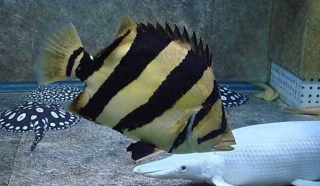 蘇虎魚飼料新鮮度判斷方法，如何判斷蘇虎魚飼料的新鮮度