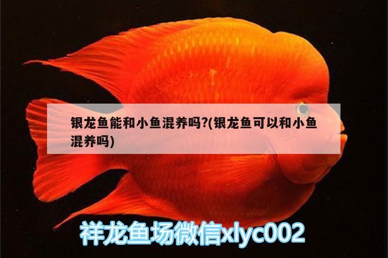 銀龍魚能和小魚混養(yǎng)嗎?(銀龍魚可以和小魚混養(yǎng)嗎)