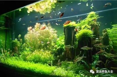 90魚缸造景：90厘米魚缸造景指南