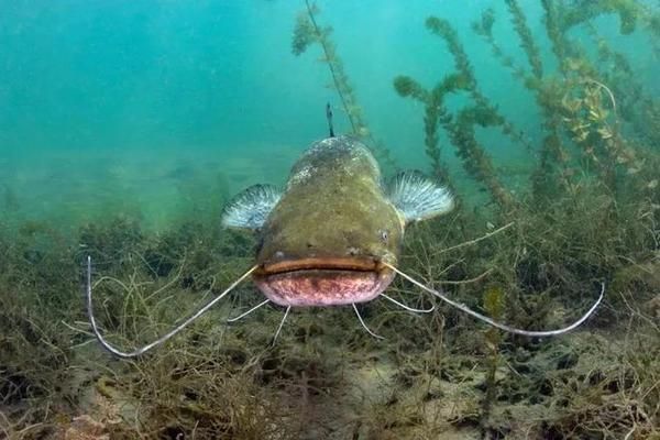 魟魚死后污染水嗎能吃嗎：魟魚死后污染水能吃嗎？