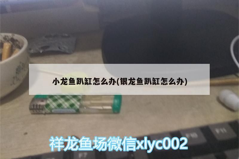 小龍魚趴缸怎么辦(銀龍魚趴缸怎么辦)