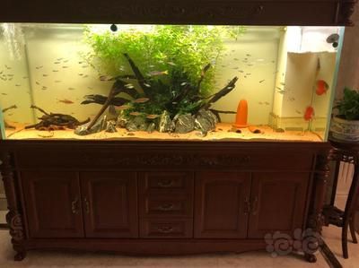 魚缸的缸是什么,如何選擇適合的魚缸 魚缸百科 第6張 魚缸的缸是什么,如何選擇適合的魚缸 魚缸的缸是什么,如何選擇適合的魚缸 魚缸百科 第6張