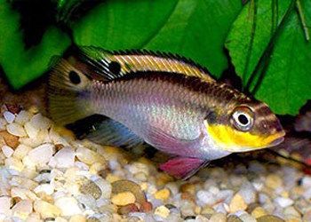 家庭魚缸擺放（家庭魚缸擺放位置風水圖詳解） 家庭魚缸擺放（家庭魚缸擺放位置風水圖詳解） 銀龍魚百科 第2張