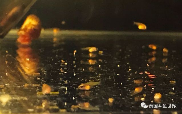 銀龍魚適合多少水溫養(yǎng)殖(銀龍魚多少度水養(yǎng)最好)