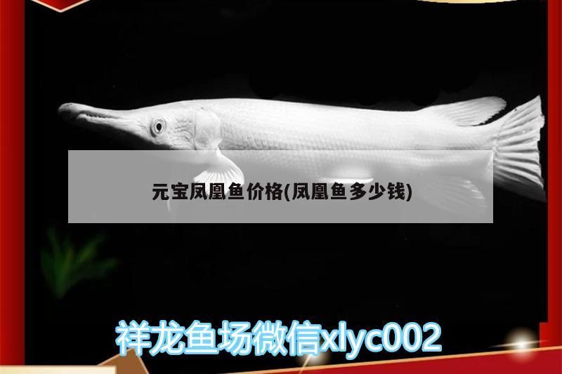 元寶鳳凰魚價格(鳳凰魚多少錢)