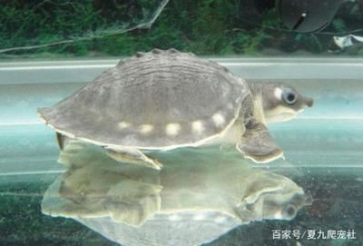 豬鼻龜最忌三種東西嗎視頻：豬鼻龜的飼養方法