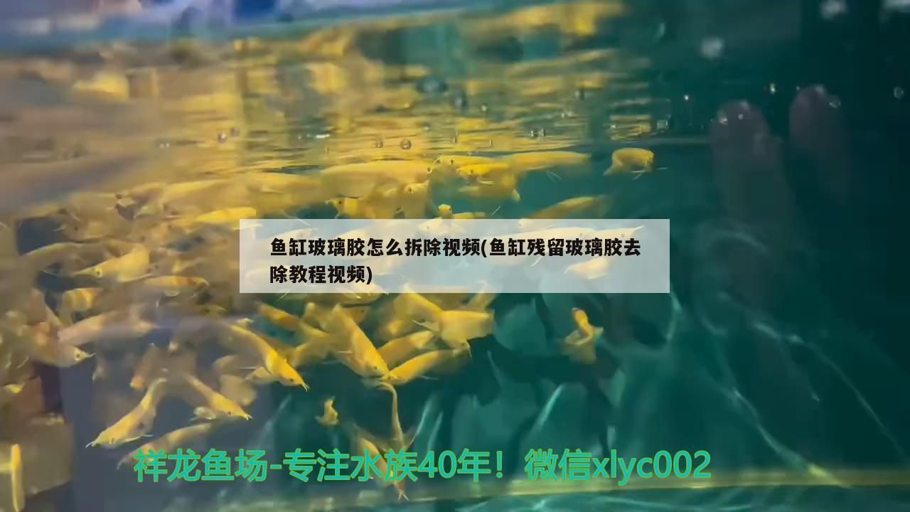 魚缸玻璃膠怎么拆除視頻(魚缸殘留玻璃膠去除教程視頻)