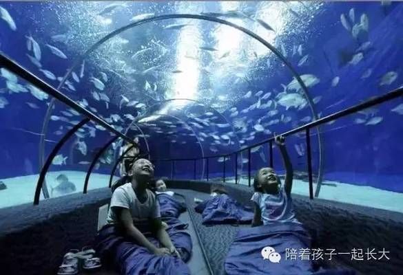 夜間水族館特別活動內容
