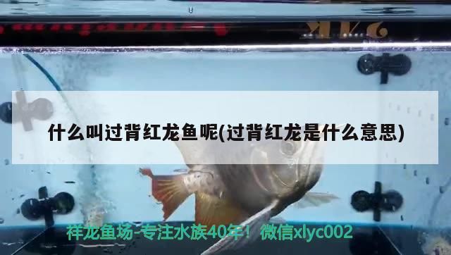 什么叫過背紅龍魚呢(過背紅龍是什么意思)
