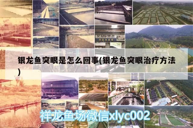 銀龍魚突眼是怎么回事(銀龍魚突眼治療方法)
