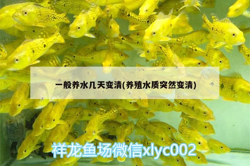 一般養水幾天變清(養殖水質突然變清)