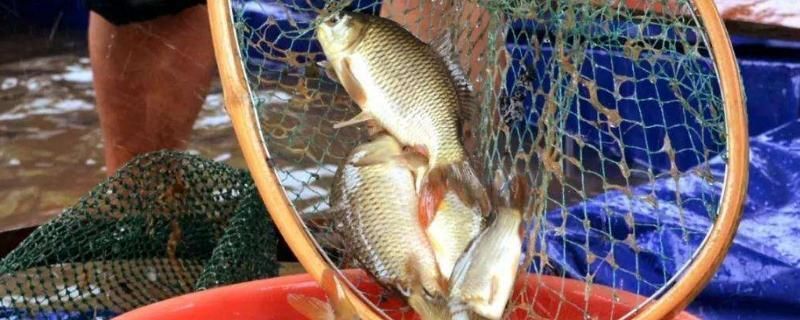 虎魚飼料自制方法，自制虎魚飼料的自制方法涉及多種原料，自制虎魚飼料的營養價值
