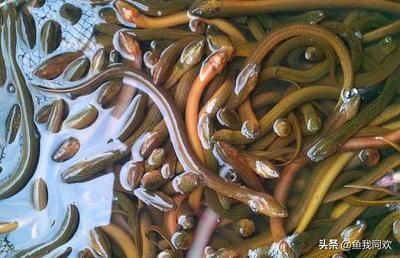 虎魚飼料自制方法，自制虎魚飼料的自制方法涉及多種原料，自制虎魚飼料的營養價值