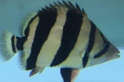 虎魚飼料自制方法，自制虎魚飼料的自制方法涉及多種原料，自制虎魚飼料的營養價值
