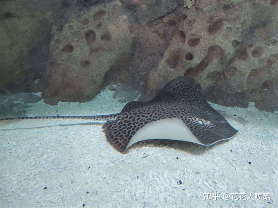 魟魚尾刺多久換一次：魟魚的尾刺多久換一次 魟魚尾刺多久換一次：魟魚的尾刺多久換一次 魟魚百科 第4張