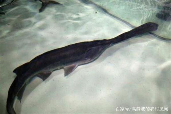 玻璃魚缸用什么膠好用(玻璃魚缸用什么膠好用呢)