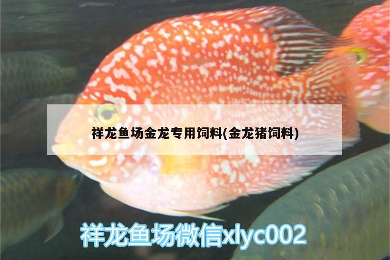 祥龍魚場(chǎng)金龍專用飼料(金龍豬飼料)