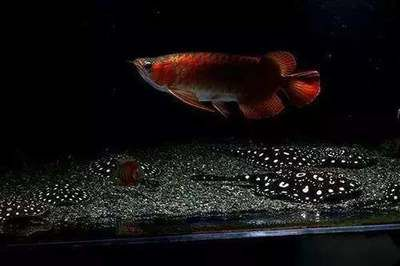 龍魚和魟魚風水說法：龍魚和魟魚在風水學中的作用