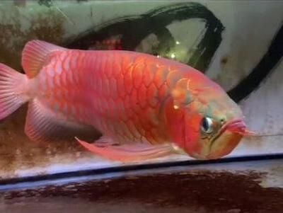 龍魚大湖魚：龍魚大湖魚養(yǎng)殖技術(shù)要點(diǎn)大湖魚與龍魚的區(qū)別
