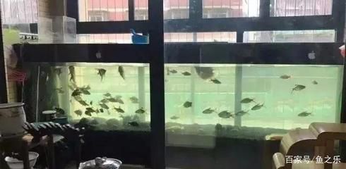 龍魚吃的小魚養在哪里vs祥龍魚場：祥龍魚場評價如何