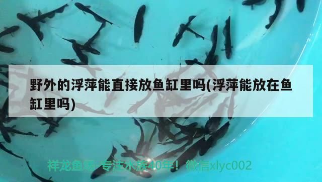 野外的浮萍能直接放魚缸里嗎(浮萍能放在魚缸里嗎)
