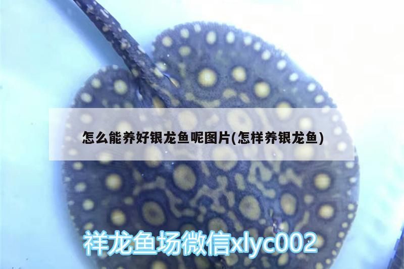 怎么能養好銀龍魚呢圖片(怎樣養銀龍魚)