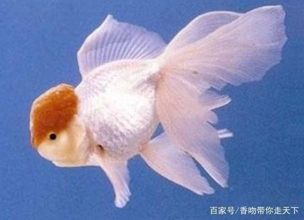 白色金魚（如何飼養白色金魚）