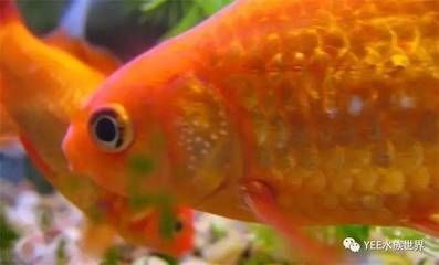 白色金魚（如何飼養白色金魚）