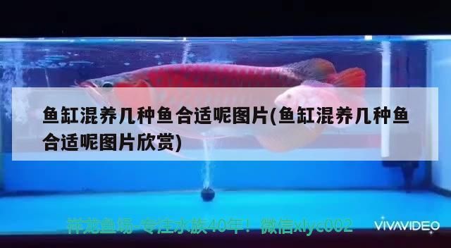 魚缸混養(yǎng)幾種魚合適呢圖片(魚缸混養(yǎng)幾種魚合適呢圖片欣賞)