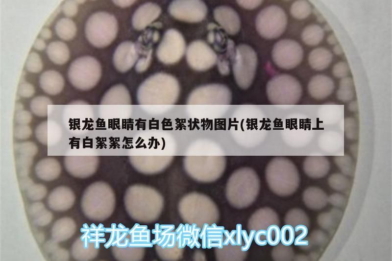 銀龍魚眼睛有白色絮狀物圖片(銀龍魚眼睛上有白絮絮怎么辦) 銀龍魚眼睛有白色絮狀物圖片(銀龍魚眼睛上有白絮絮怎么辦) 銀龍魚百科 第3張