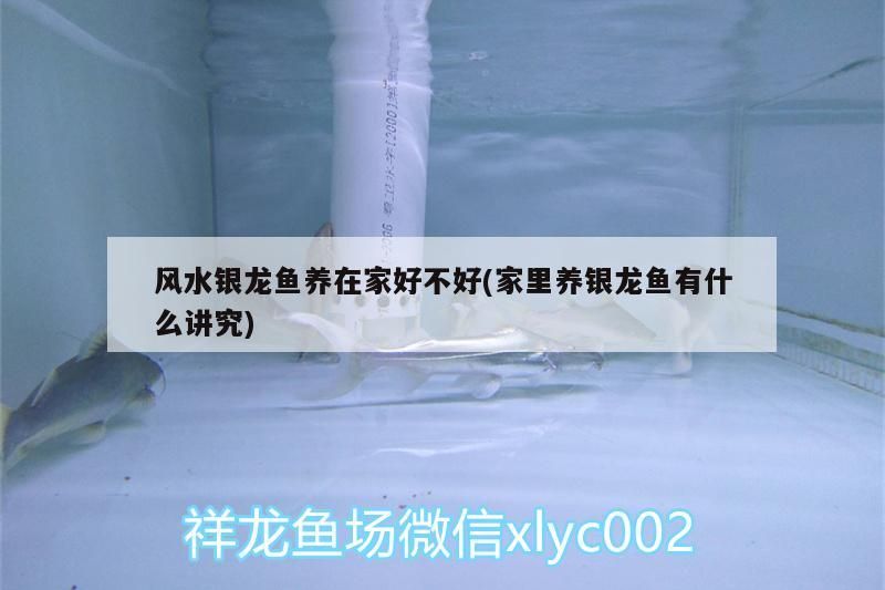 潤寶龍魚缸怎么用(為什么不建議用圓形魚缸)