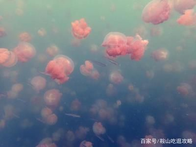水族館的名字大全四個(gè)字（水族館名字大全四個(gè)字）