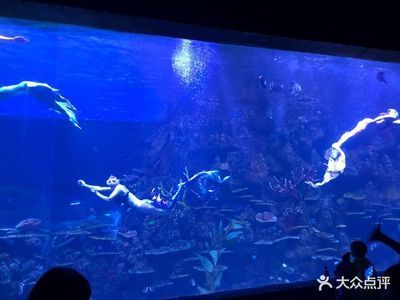 水族館里有什么種類的魚：水族館中常見的魚類種類繁多涵蓋了從小型熱帶魚到大型海洋生物