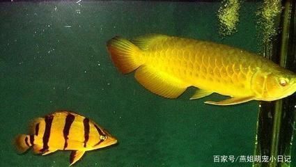 泰國虎魚混養搭配建議，泰國虎魚混養搭配