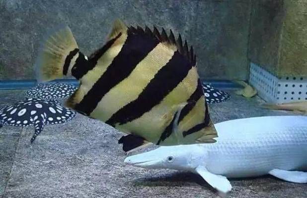 泰國虎魚混養搭配建議，泰國虎魚混養搭配