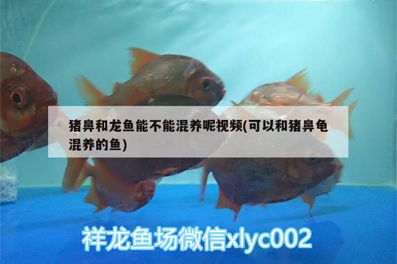 豬鼻和龍魚能不能混養呢視頻(可以和豬鼻龜混養的魚) 豬鼻和龍魚能不能混養呢視頻(可以和豬鼻龜混養的魚) 豬鼻龜百科 第3張
