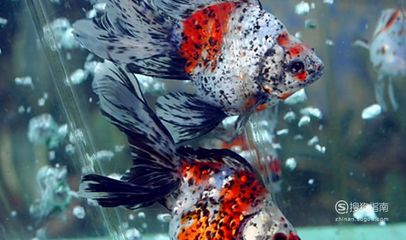 大湖紅龍魚(yú)與辣椒紅龍哪個(gè)好一點(diǎn)呢（大湖紅龍魚(yú)和辣椒紅龍魚(yú)哪個(gè)好） 大湖紅龍魚(yú)與辣椒紅龍哪個(gè)好一點(diǎn)呢（大湖紅龍魚(yú)和辣椒紅龍魚(yú)哪個(gè)好） 大湖紅龍魚(yú)百科 第2張
