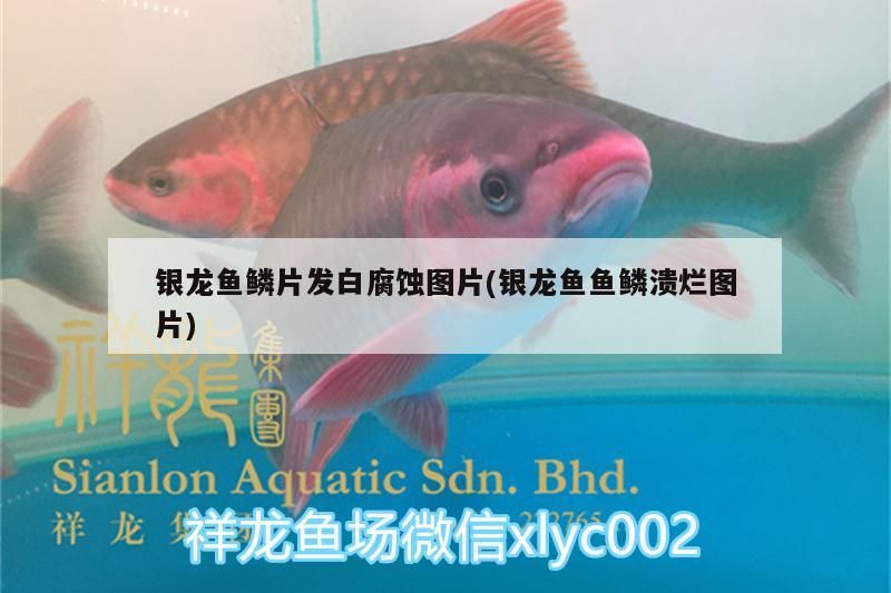 銀龍魚鱗片發白腐蝕圖片(銀龍魚魚鱗潰爛圖片)