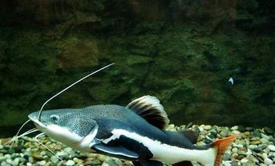黃金貓魚攻擊行為預(yù)防措施（如何預(yù)防黃金貓魚的攻擊行為）